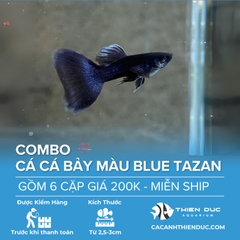 Combo 6 Cặp Cá Bảy Màu Blue Tazan Size 3.5cm