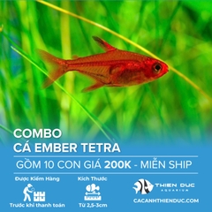Combo 10 Bé Cá Ember Tetra Size 3cm