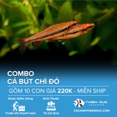 Combo 10 Bé Cá Bút Chì Đỏ Size 3cm