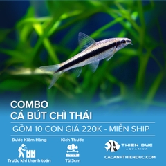 Combo 10 Bé Cá Bút Chì Thái Size 3.5cm