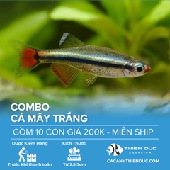 Combo 10 Bé Cá Mây Trắng Size 3cm