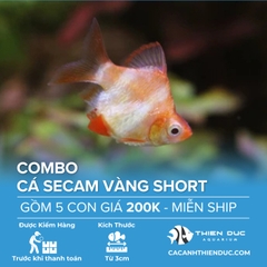 Combo 5 Bé Cá Secam Vàng Short Size 3cm