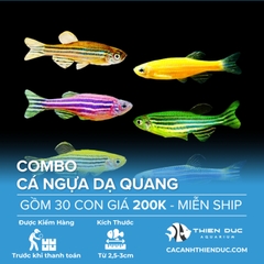 Combo 30 Bé Cá Ngựa Dạ Quang Nhiều Màu Size 3cm