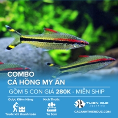 Combo 5 Bé Cá Hồng My Ấn Size 5cm