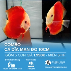 Combo 6 Bé Cá Dĩa Man Đỏ Size 10cm - HCM