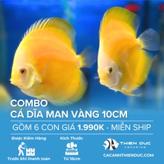 Combo 6 Bé Cá Dĩa Man Vàng Size 10cm - HCM