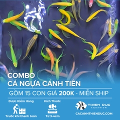Combo 15 Bé Cá Ngựa Cánh Tiên Nhiều Màu Size 3cm