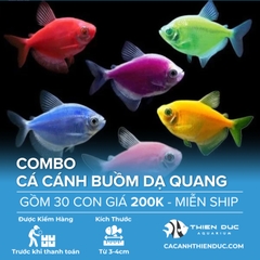 Combo 30 Bé Cá Cánh Buồm Nhiều Màu Size 4cm