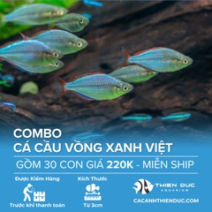 Combo 30 Bé Cá Cầu Vồng Xanh Việt Size 3.5cm