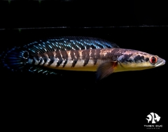 Cá Lóc Marulioides -  Channa Red Marulioides