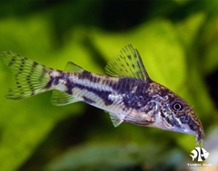 Cá Chuột  Barbatus - Barbatus Corydoras