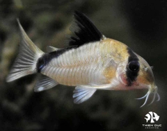 Cá Chuột Metae -  Bandit Corydoras (Metae)