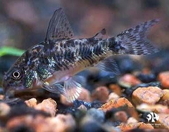 Cá Chuột Muối Tiêu - Corydoras Peppered