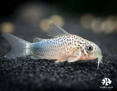 Cá Chuột Similis  - Similis Corydoras