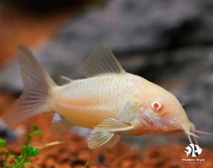 Cá Chuột Trắng  - Corydoras Goldabino