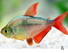 Cá Hồng Nhung Colombia - Colombia Tetra