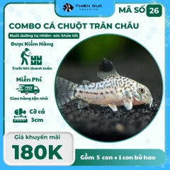 Combo Số 26 - Cá Chuột Trân Châu