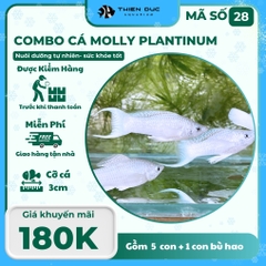 Combo Số 28 - Cá Molly Plantinum