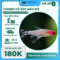 Combo Số 3 - Cá Sóc Đầu Đỏ