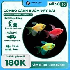 Combo Số 30 - Cá Cánh Buồm Vây Dài