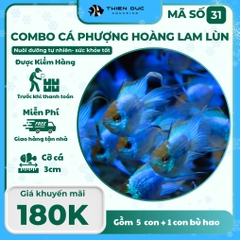 Combo Số 31 - Cá Phượng Hoàng Lam Lùn