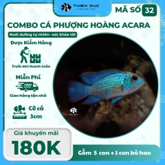 Combo Số 32 - Cá Phượng Hoàng Acara