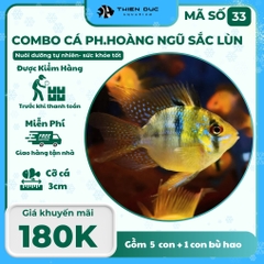 Combo Số 33 - Cá Phượng Hoàng Ngũ Sắc Lùn
