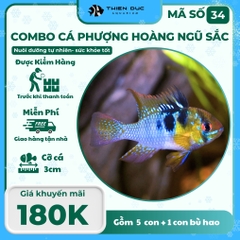 Combo Số 34 - Cá Phượng Hoàng Ngũ Sắc