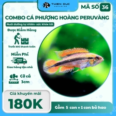 Combo Số 36 - Cá Phượng Hoàng Peru Vàng