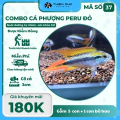 Combo Số 37 - Cá Phượng Hoàng Peru Đỏ