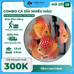 Combo Số 38 - Cặp Cá Dĩa 5-6Cm
