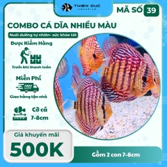 Combo Số 39 - Cặp Cá Dĩa 7-8Cm