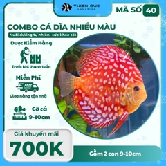Combo Số 40 - Cặp Cá Dĩa 9-10Cm