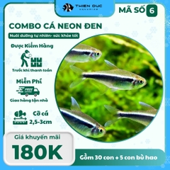 Combo Số 6 - Cá Neon Đen