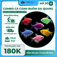 Combo Số 8 - Cá Cánh Buồm Mix Màu