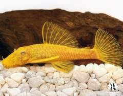 Common Plecostomus Golden