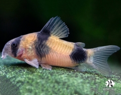 Chuột Weitzmani - Corydoras Weitzmani