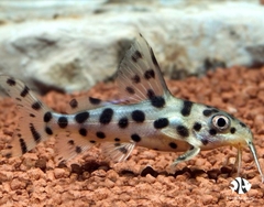 Decorus Synodontis