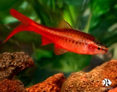 Cá Diếc Anh Đào Vây Dài - Cherry Barb Longfin