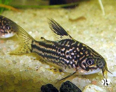 Cá Chuột Elegant - Elegant Corydoras