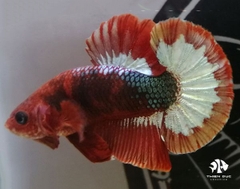 Cá Betta Fancy Copper