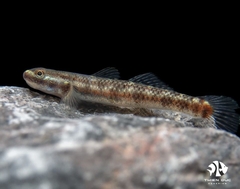 Bống Birdsong - Birdsong Goby