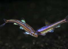 Bảo Liên Đăng - Rainbow Shiner