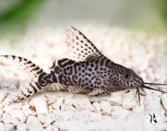 Feathered Fin Synodontis