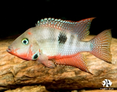 Fire Mouth Cichlid