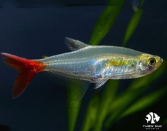 Cá Thuỷ Tinh Đuôi Đỏ - Bloodfin Tetra