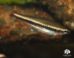 Cá Bút Chì Vàng- Pencel Yellow