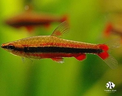 Cá Bút Chì Đỏ - Pencel Red