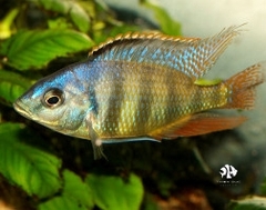 Ali Thái - Haplochromis Johnstoni