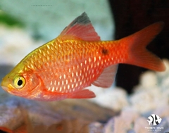 Cá Hồng Cam  - Rosy Barb Gold